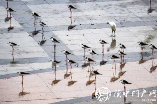 暴雨過后一群黑翅長腳鷸光臨略陽！