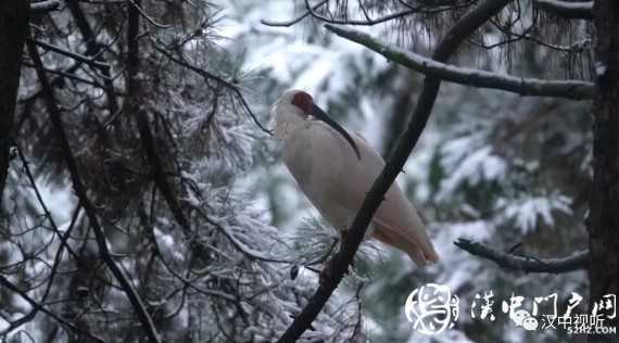 漢中的“國(guó)寶”們這樣過冬