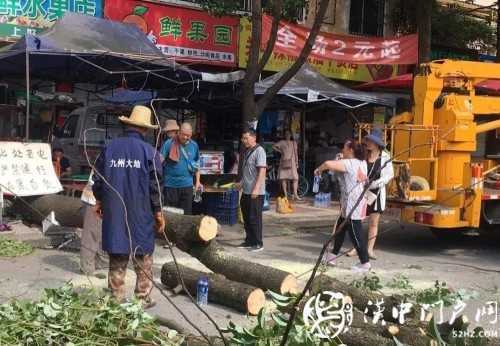 漢中市區(qū)一棵10米大樹突然傾倒，刮倒高壓線，所幸無人傷亡