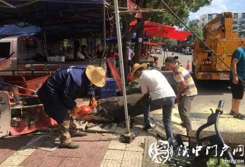 漢中市區(qū)一棵10米大樹突然傾倒，刮倒高壓線，所幸無人傷亡