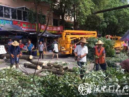 漢中市區(qū)一棵10米大樹突然傾倒，刮倒高壓線，所幸無人傷亡