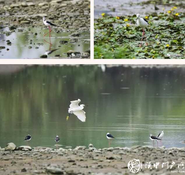 暴雨過后，漢中驚現(xiàn)“長腿歐巴”！