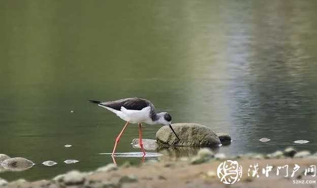 暴雨過后，漢中驚現(xiàn)“長腿歐巴”！