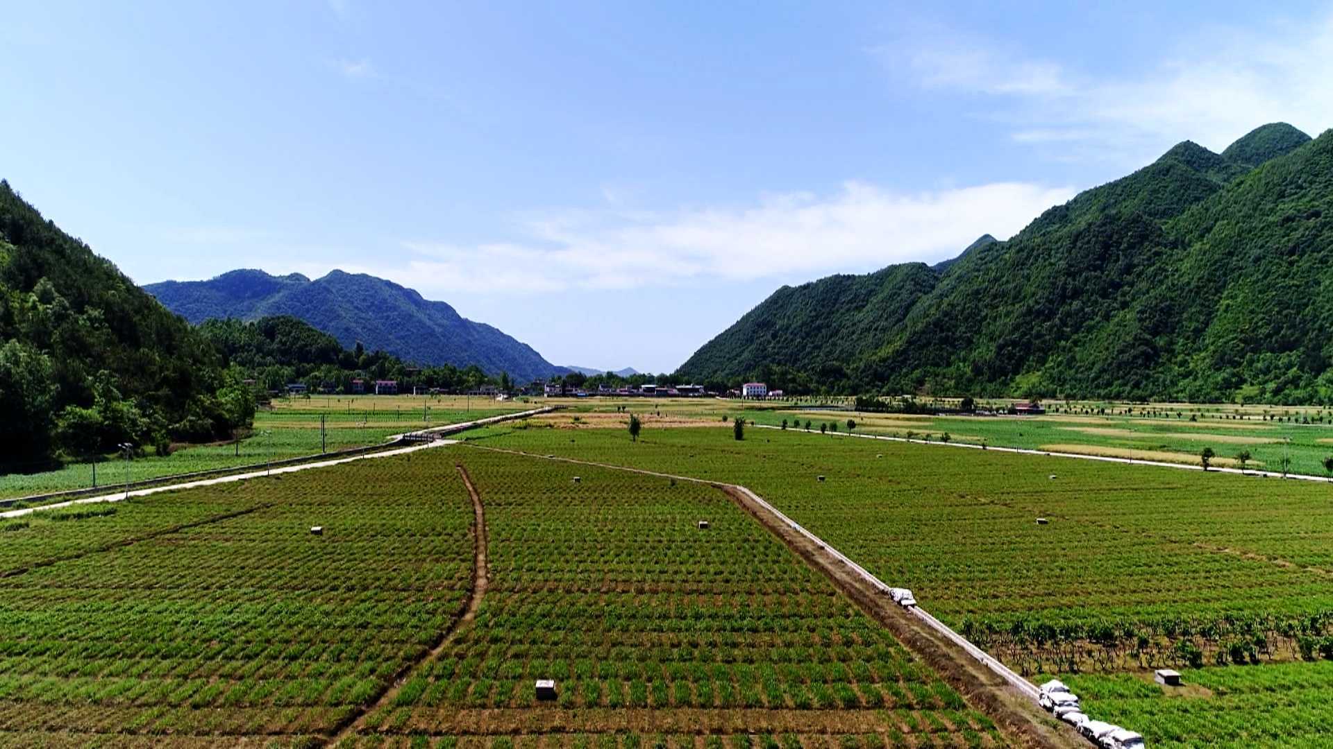 陜西鎮(zhèn)巴縣：白芨花開致富路