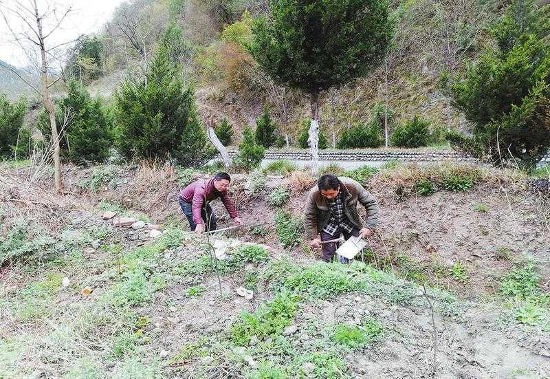 從貧困戶到村干部 柴福森奔小康之路