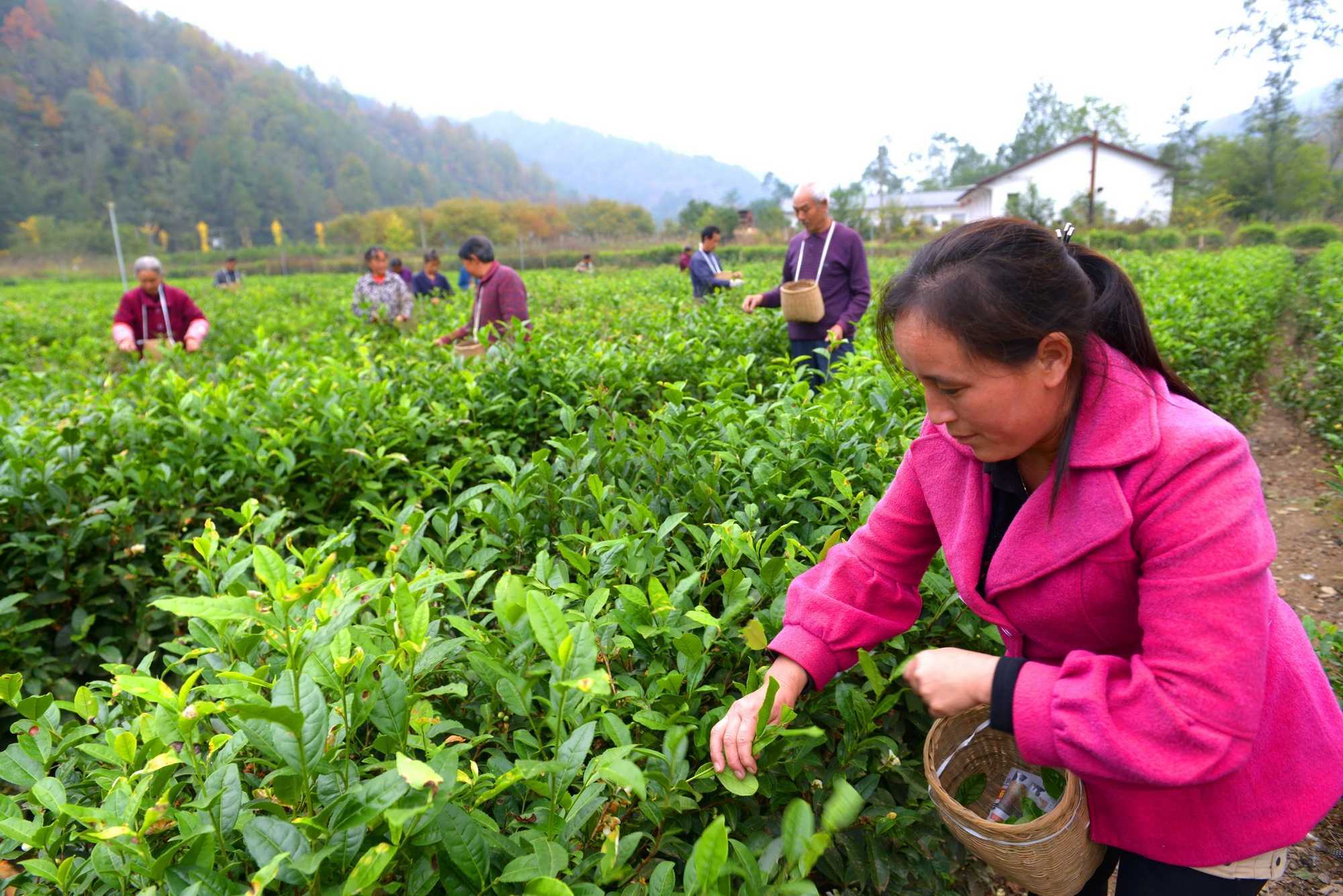 陜西寧強(qiáng)縣青木川村:小山村吃上旅游飯