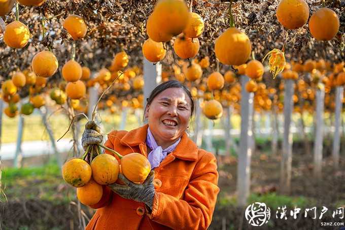 勉縣按照“縣有品牌、村有特色、戶有項(xiàng)目”的思路，聚焦產(chǎn)業(yè)扶貧，因村、因戶施策，累計(jì)實(shí)施產(chǎn)業(yè)扶貧項(xiàng)目997個(gè)，成立貧困村村級(jí)股份經(jīng)濟(jì)合作社111個(gè)，發(fā)展新型經(jīng)營(yíng)主體163家，實(shí)現(xiàn)了產(chǎn)業(yè)扶貧全覆蓋。圖為金泉鎮(zhèn)墓下村發(fā)展的瓜蔞喜獲豐收。.jpg