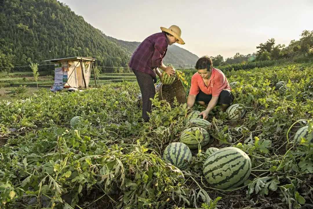 累計(jì)減貧78799人！看南鄭是怎么做到的...