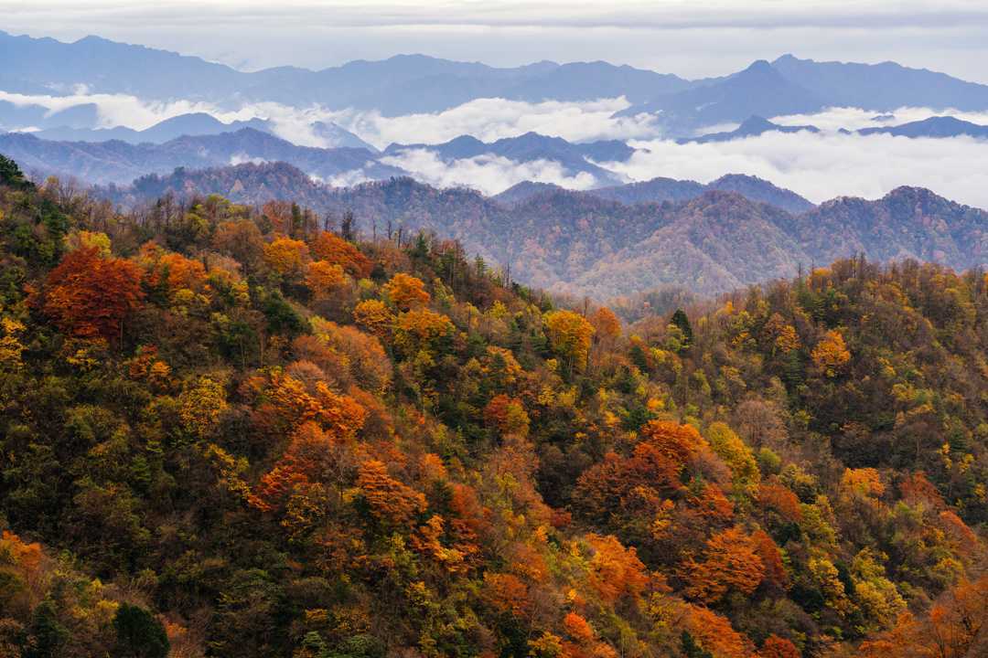 陜西留壩縣:一場(chǎng)紅葉盛宴的絕美樂(lè)章拉開(kāi)帷幕