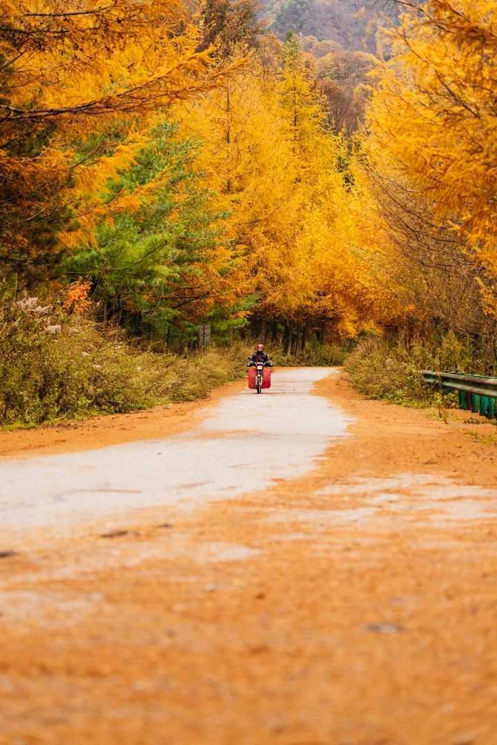 陜西留壩縣:一場(chǎng)紅葉盛宴的絕美樂(lè)章拉開(kāi)帷幕