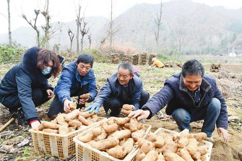 天麻產(chǎn)業(yè)帶動略陽縣8300多戶貧困戶脫貧增收