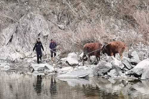 寧強一村民兩頭耕牛走失，民警冒嚴寒幫忙找回