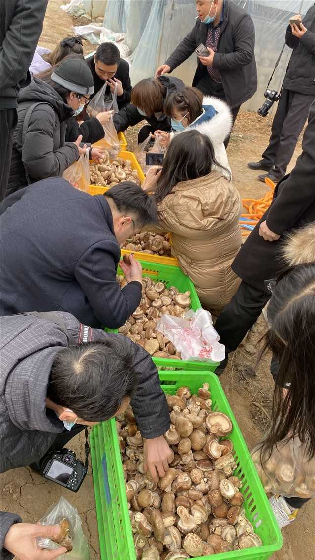 【新春走基層】留壩青崗坪村：黨員干部帶頭食用菌產業(yè)  鼓起村民“錢袋子”