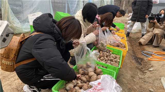 【新春走基層】留壩青崗坪村：黨員干部帶頭食用菌產業(yè)  鼓起村民“錢袋子”