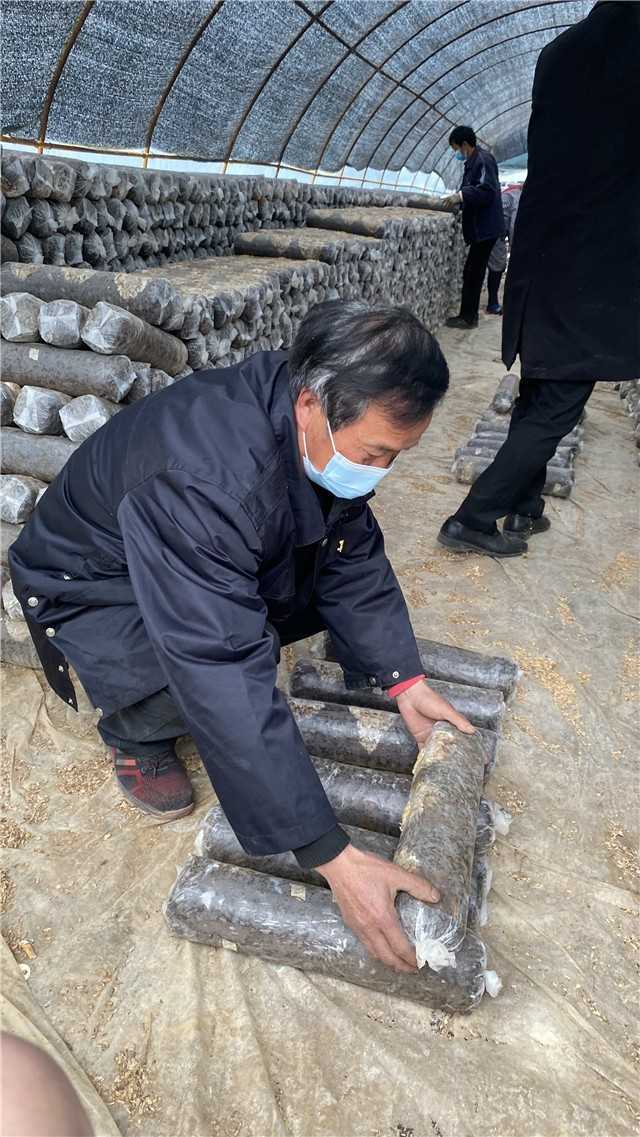 【新春走基層】留壩青崗坪村：黨員干部帶頭食用菌產業(yè)  鼓起村民“錢袋子”