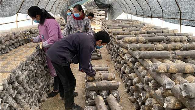 【新春走基層】留壩青崗坪村：黨員干部帶頭食用菌產業(yè)  鼓起村民“錢袋子”