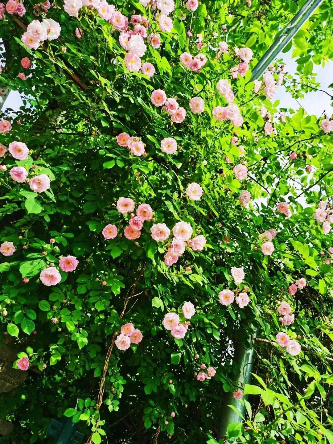 顏值滿分，漢中這里的薔薇花開啦