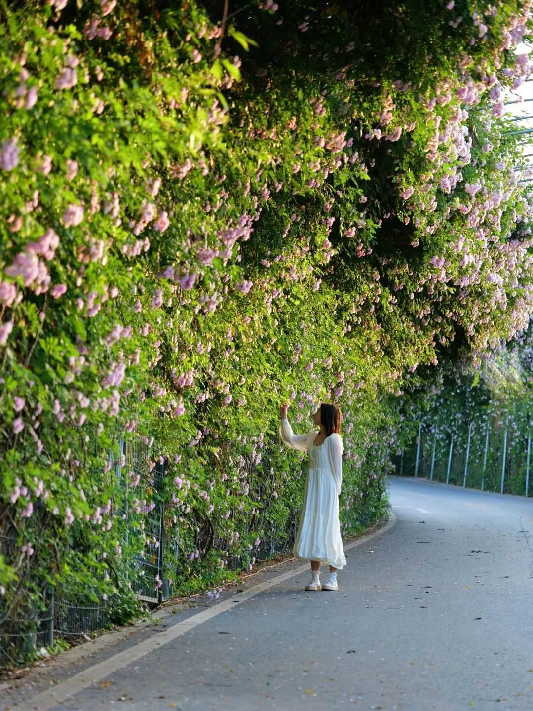 顏值滿分，漢中這里的薔薇花開啦