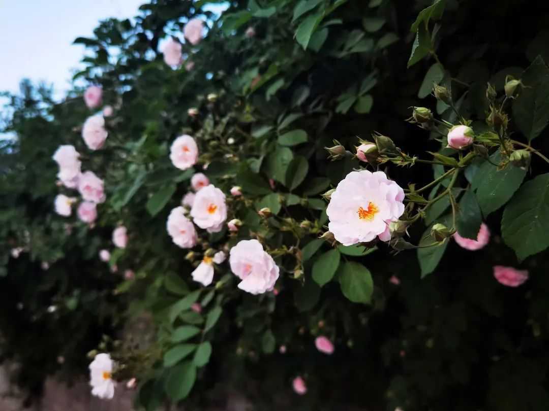 顏值滿分，漢中這里的薔薇花開啦