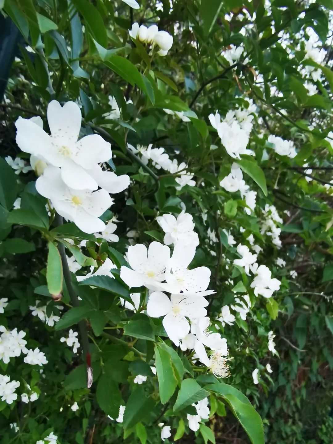 顏值滿分，漢中這里的薔薇花開啦