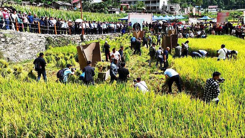 慶豐收，促和美|略陽縣第六屆中國農(nóng)民豐收節(jié)開幕