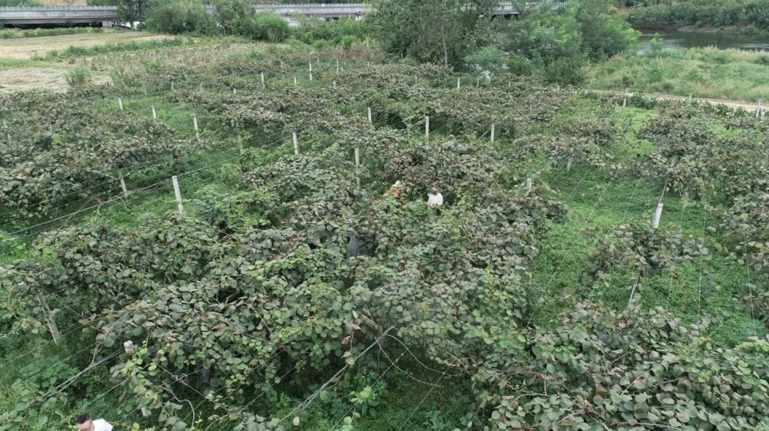 漢臺(tái)9000余畝獼猴桃迎來(lái)豐收季