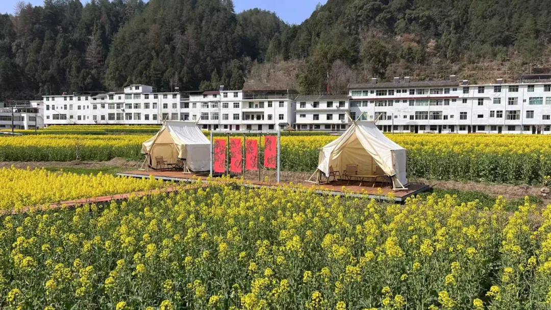 2025漢中鎮(zhèn)巴春日盛宴，解鎖油菜花海文旅新玩法！