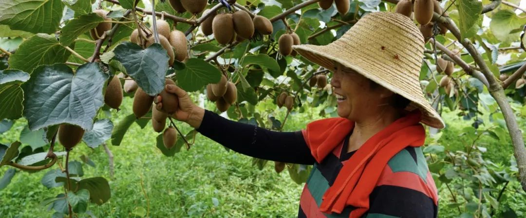 漢臺(tái)9000余畝獼猴桃迎來(lái)豐收季