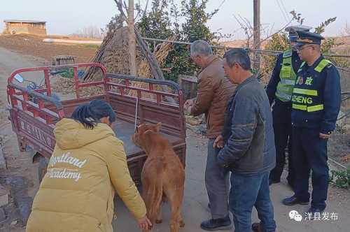 洋縣高速路段闖入一頭小牛犢，路管員及時(shí)驅(qū)趕化險(xiǎn)