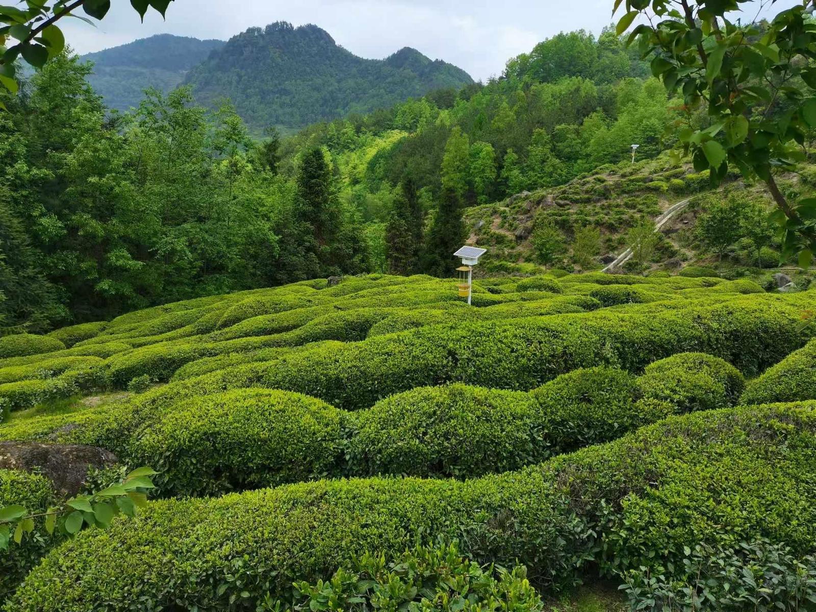 漢中“漢緣紅茶”法人陳紀(jì)發(fā)榮獲國(guó)家“制茶大師”稱號(hào)