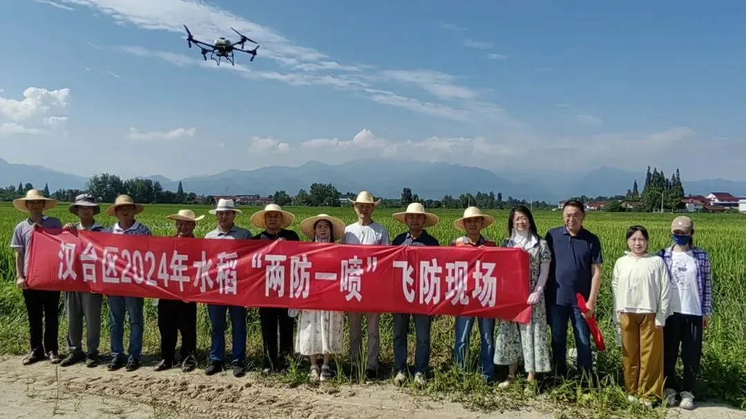 漢臺：5萬余畝稻田完成無人機“飛防”作業(yè)