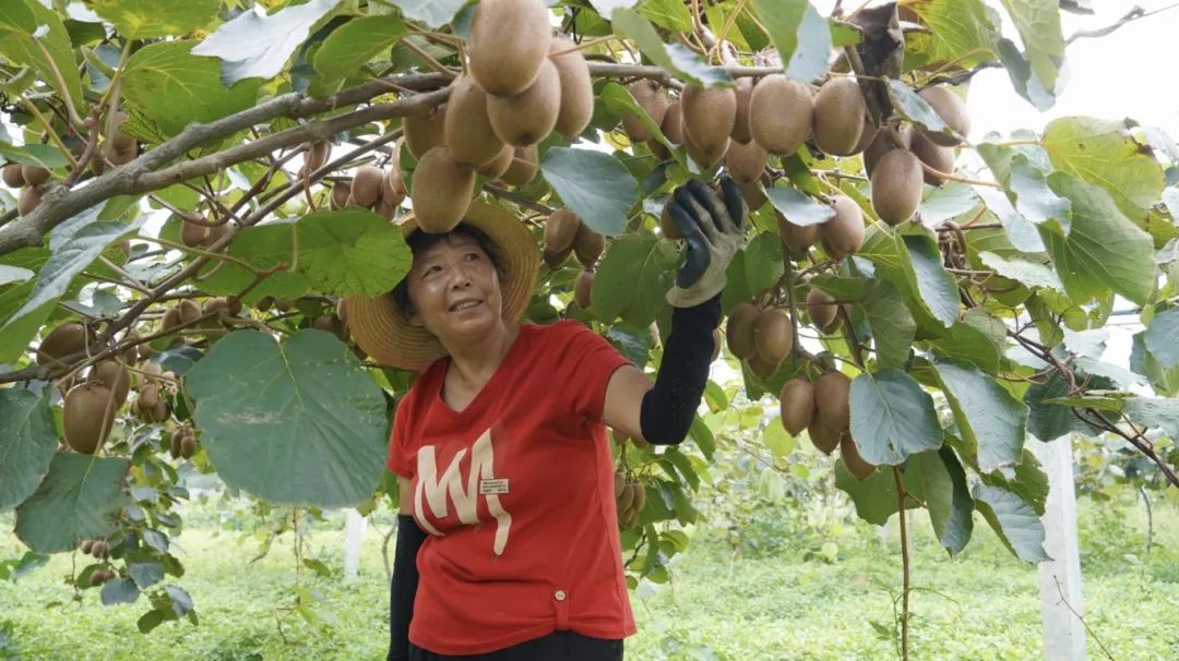 漢臺(tái)9000余畝獼猴桃迎來(lái)豐收季