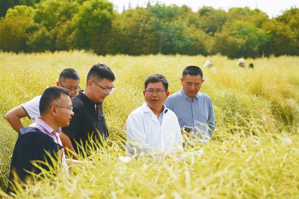 中國油菜的“漢中芯”！探尋背后硬核→