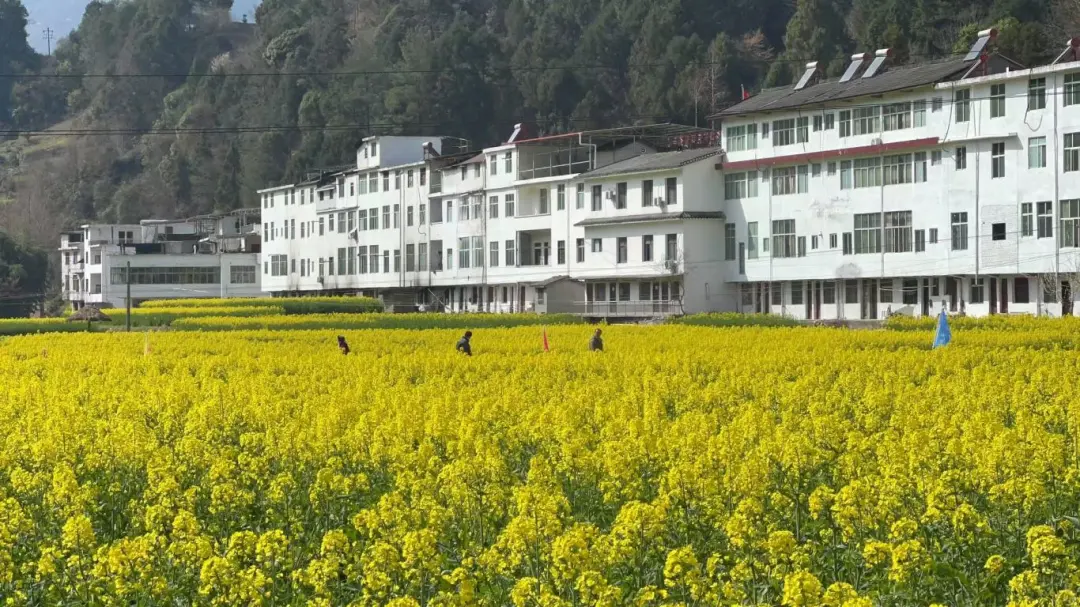 2025漢中鎮(zhèn)巴春日盛宴，解鎖油菜花海文旅新玩法！