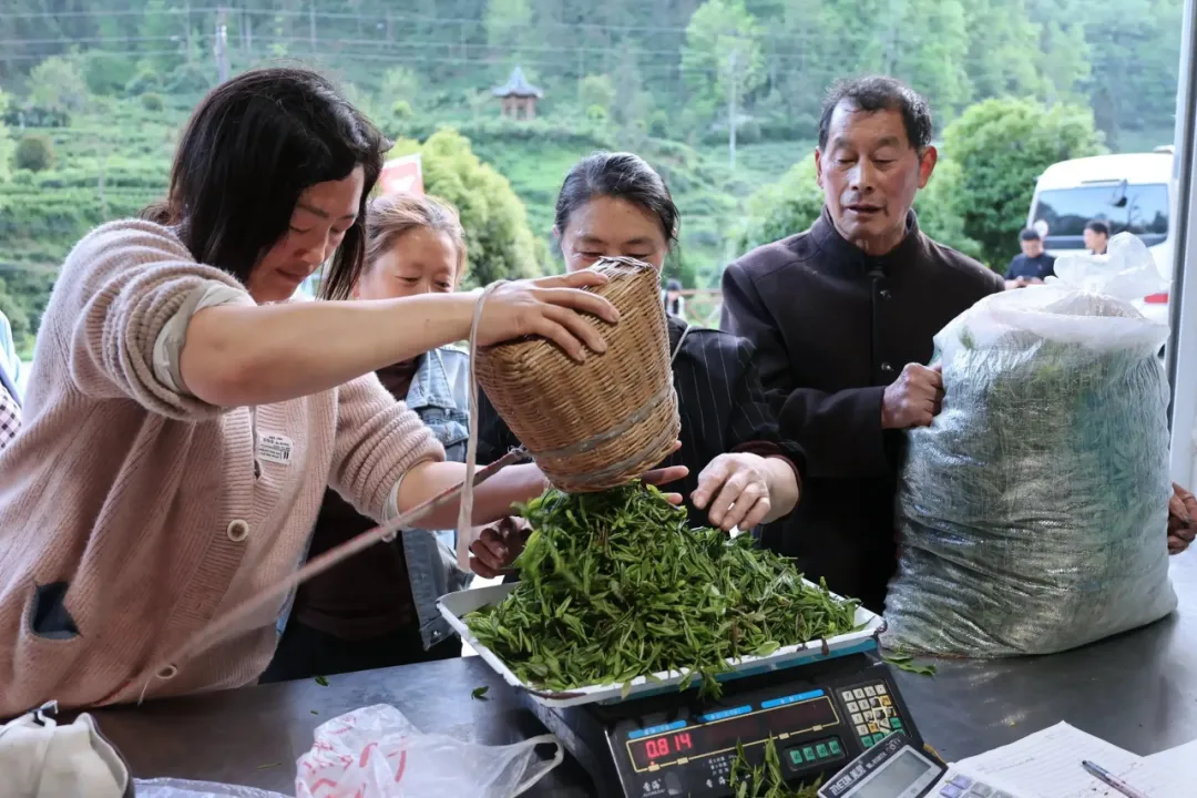 漢中有位“國(guó)茶大師”