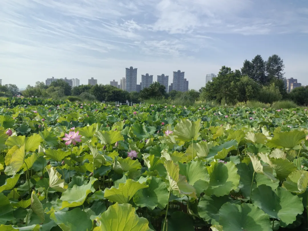 20多家中省媒體聚焦！重點關(guān)注漢中生態(tài)畫卷→