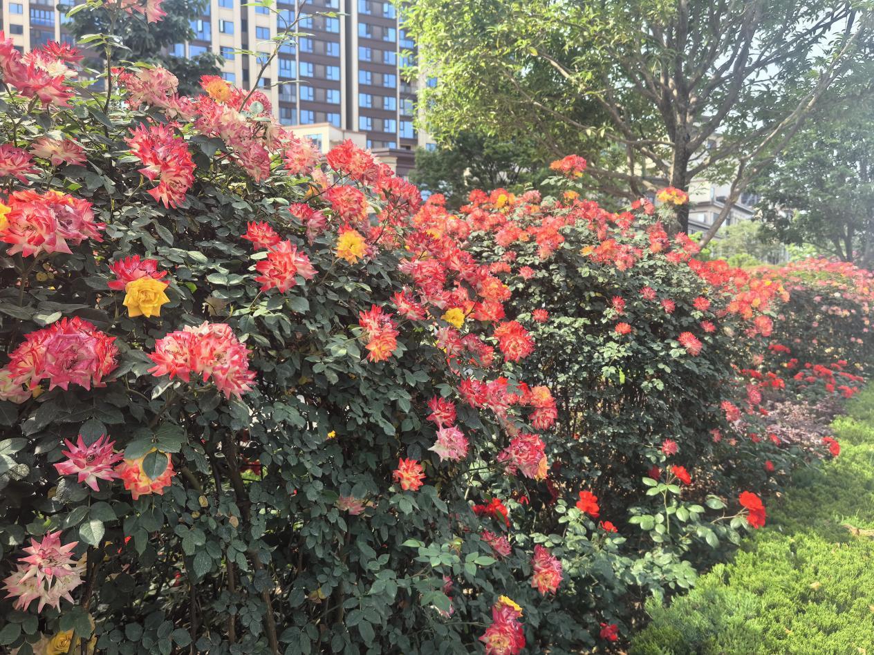 “花”點時間游漢臺，這個“五一”美不勝收